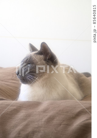 ベッドの上でくつろぐシャム系猫 ベッドの上でくつろぐシャム系猫 85640815