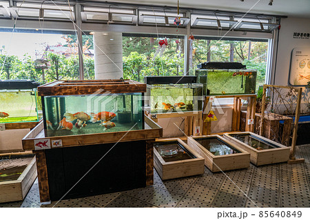 アクアマリンいなわしろカワセミ水族館 アクアマリンいなわしろカワセミ水族館 85640849