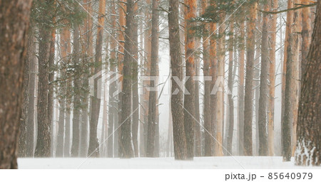 4K Beautiful Snowy Forest In Winter Frosty Day With Snow Cover. Snowing In Winter Frost Woods Pine Trunks. Snowy Weather. Winter Snowy Coniferous Forest. Blizzard in Windy Day 4K Beautiful Snowy Forest In Winter Frosty Day With Snow Cover. Snowing In Winter Frost Woods Pine Trunks. Snowy Weather. Winter Snowy Coniferous Forest. Blizzard in Windy Day 85640979