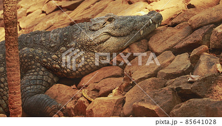 Goa, India. Mugger Crocodile Or Crocodylus Palustris Resting In Shadow During Hot Day. Marsh Crocodile, Broad-snouted Crocodile, Is A Crocodilian Native To Freshwater Habitats From Southern Iran To Goa, India. Mugger Crocodile Or Crocodylus Palustris Resting In Shadow During Hot Day. Marsh Crocodile, Broad-snouted Crocodile, Is A Crocodilian Native To Freshwater Habitats From Southern Iran To 85641028