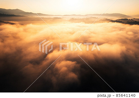 golden morning fog in the forest golden morning fog in the forest 85641140