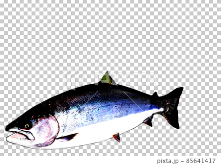 具有透明背景的 Sakuramasu 85641417