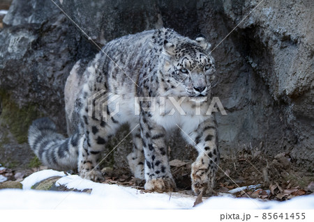 雪の中を歩くユキヒョウ 雪の中を歩くユキヒョウ 85641455