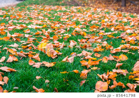 Yellow leaves fallen on fresh green grass in park in Budapest, Hungary. Yellow leaves fallen on fresh green grass in park in Budapest, Hungary. 85641798