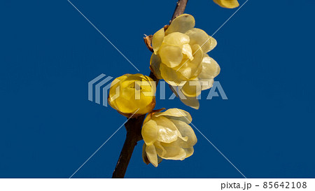 心地よい香りが漂う「蝋梅」の花 85642108