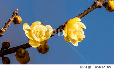 心地よい香りが漂う「蝋梅」の花 85642109