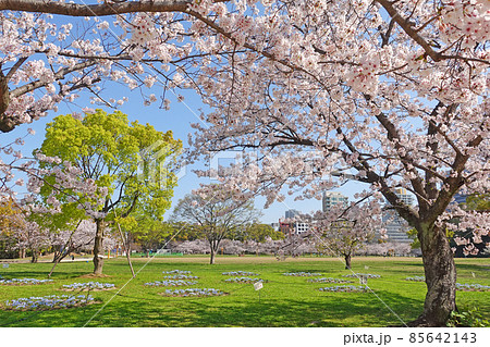 福岡県福岡市　大濠公園　桜 85642143