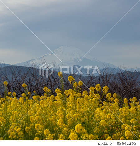 吾妻山公園の菜の花と富士山 吾妻山公園の菜の花と富士山 85642205