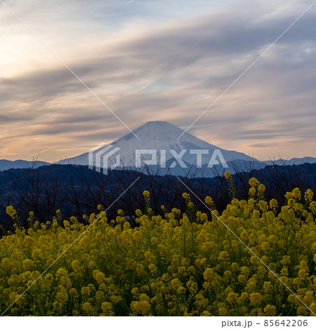 吾妻山公園の菜の花と富士山 吾妻山公園の菜の花と富士山 85642206