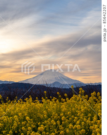 吾妻山公園の菜の花と富士山 吾妻山公園の菜の花と富士山 85642207