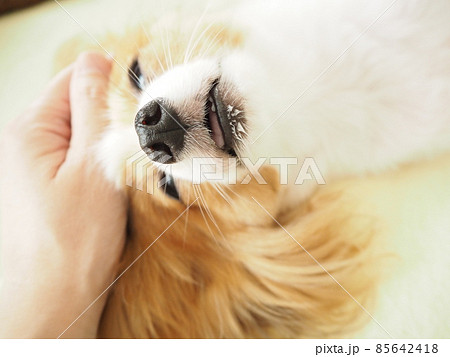 頭を撫でられて、うっとりしている犬 85642418