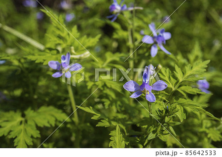 正面からセリバヒエンソウの花をクローズアップ／キンポウゲ科 85642533