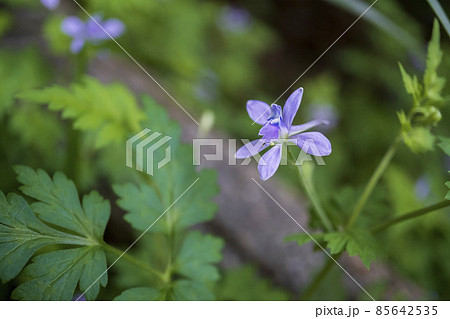 セリバヒエンソウの花を斜めにクローズアップ／キンポウゲ科 85642535