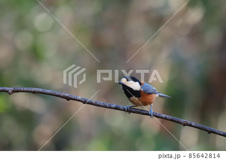 枝に止まるヤマガラ 枝に止まるヤマガラ 85642814