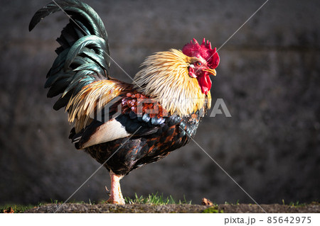 Colorful hen in a chicken coop in northern Italy Colorful hen in a chicken coop in northern Italy 85642975