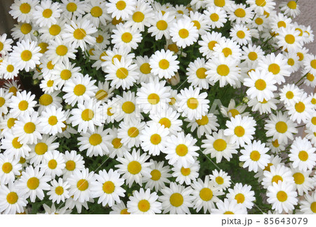 ノースポールの花 85643079