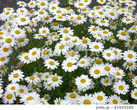 ノースポールの花 ノースポールの花 85643080