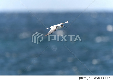 アジサシ 85643117