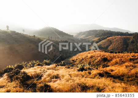 golden meadow in the mountains in the morning golden meadow in the mountains in the morning 85643355