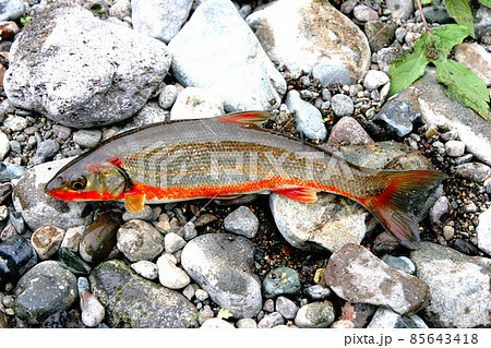 赤腹ウグイを河原に横たえて撮った 85643418