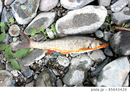 赤腹ウグイを河原に横たえて撮った 赤腹ウグイを河原に横たえて撮った 85643420