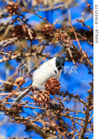 北海道苫小牧市・食事中のハシブトガラ 北海道苫小牧市・食事中のハシブトガラ 85643570