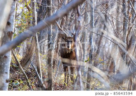 北海道白老町、森の中で出会ったオスのエゾシカ【12月】 85643594
