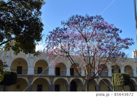 中米グアテマラサカテペケス県の世界遺産の街アンティグア　南国の紫の花ジャカランダと市庁舎 85643672