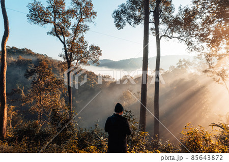 golden morning fog in the forest golden morning fog in the forest 85643872
