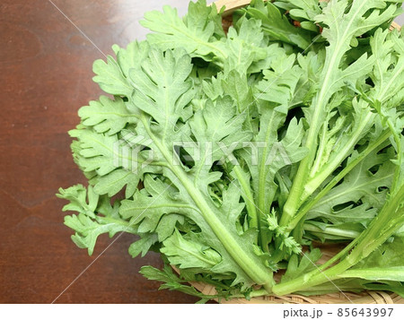 竹製の盆ざるに入った採れたて春菊 写真素材 竹製の盆ざるに入った採れたて春菊 写真素材 85643997