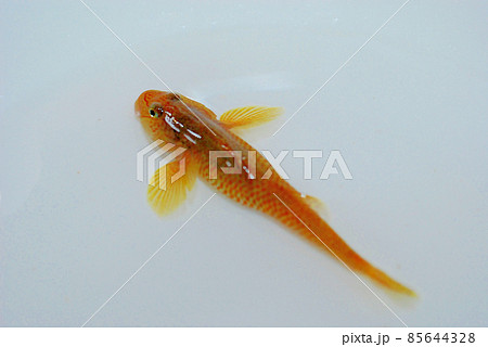 シマヨシノボリ 85644328