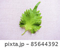 大葉横 85644392