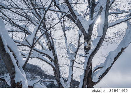 雪を纏う樹木【北安曇郡小谷村】 85644496