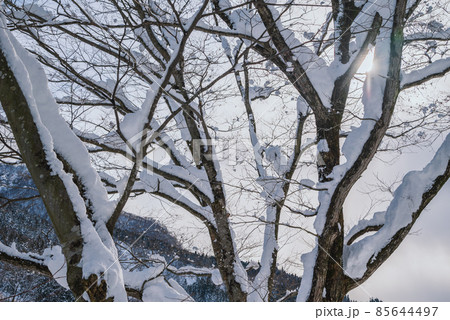 雪を纏う樹木【北安曇郡小谷村】 85644497