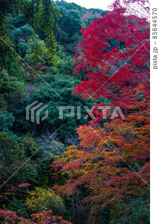 紅葉の写真 紅葉の写真 85644570