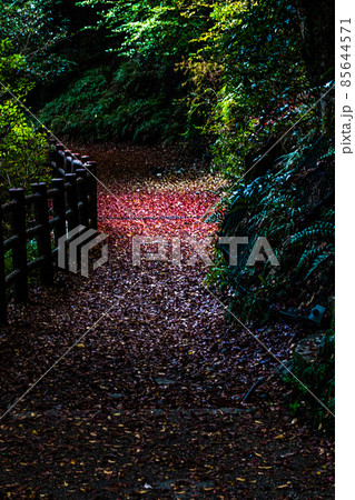 紅葉の写真 85644571