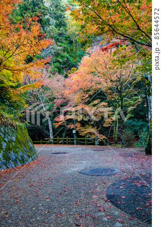 紅葉の写真 85644572