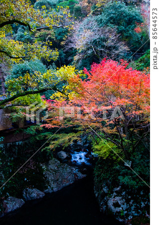 紅葉の写真 85644573