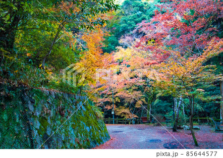 紅葉の写真 紅葉の写真 85644577