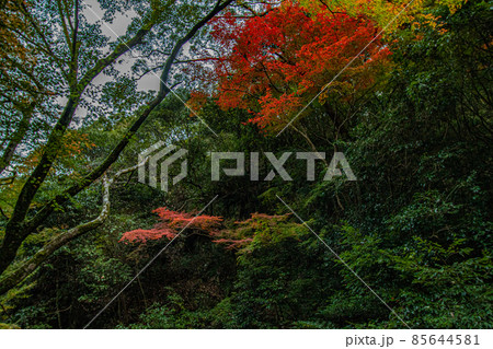紅葉の写真 紅葉の写真 85644581