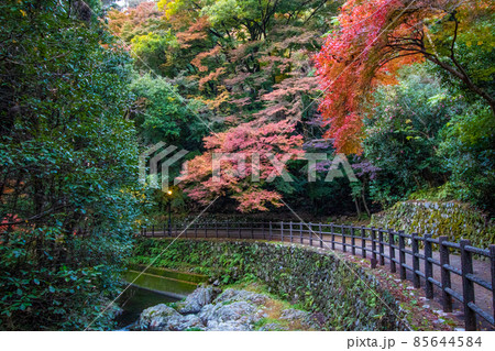 紅葉の写真 紅葉の写真 85644584