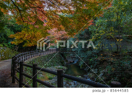 紅葉の写真 85644585