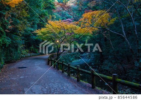 紅葉の写真 85644586