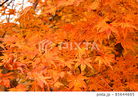 三十路苑、紅葉 三十路苑、紅葉 85644605