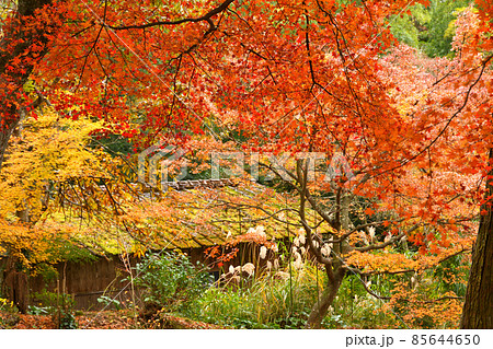 三十路苑、紅葉 三十路苑、紅葉 85644650