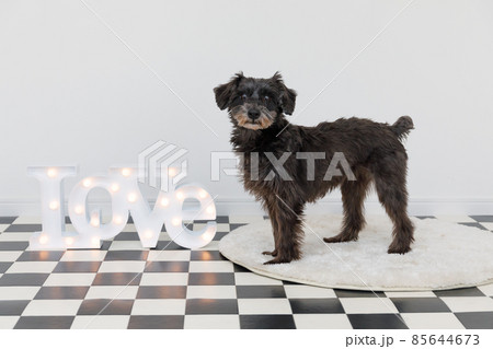 犬とLOVEボード  85644673