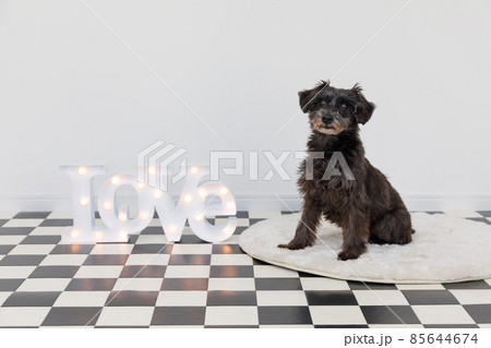 犬とLOVEボード  85644674