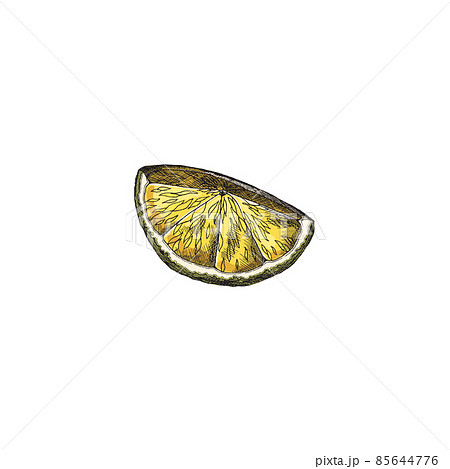 Lemon cut into quarter in colored sketch style, vector illustration isolated on white background. Lemon cut into quarter in colored sketch style, vector illustration isolated on white background. 85644776