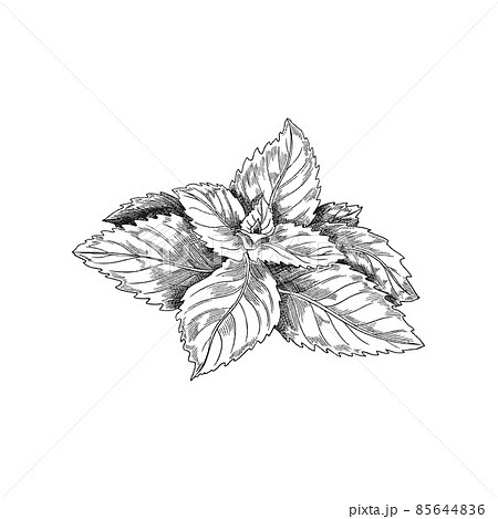 Monochrome mint plant vintage vector sketch. Peppermint tea label or package design, black and white antique mint leaf. Monochrome mint plant vintage vector sketch. Peppermint tea label or package design, black and white antique mint leaf. 85644836