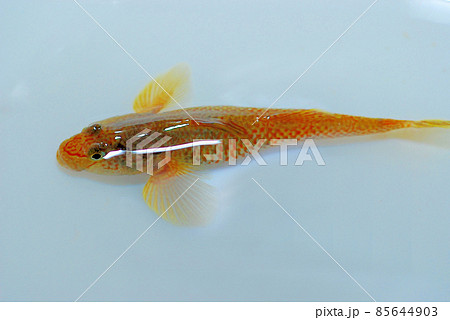 シマヨシノボリ 85644903